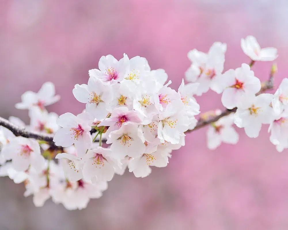 img-flores-3